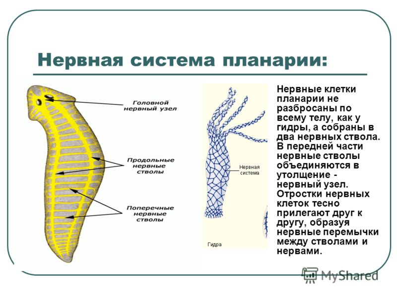 Kra11.at