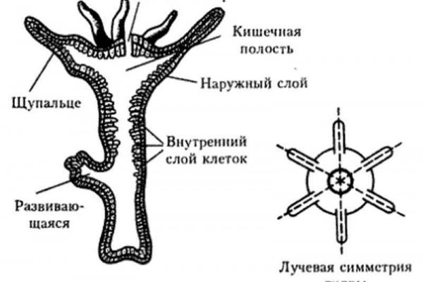 Где взять ссылку кракена
