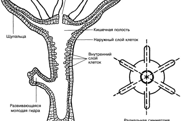 Зеркало кракен